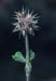 Trifolium stellatum