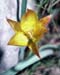 Tulipa australis(2)