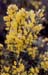 Ulex parviflorus