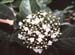 Viburnum tinus